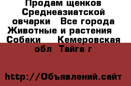 Продам щенков Среднеазиатской овчарки - Все города Животные и растения » Собаки   . Кемеровская обл.,Тайга г.